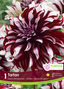 Dahlia géant ‘Tartan’ ( Dahlia ) : un grand dahlia bordeaux portant des marques blanches. Le visuel Florissa présente la plante et son nom dans la partie inférieure de l’étiquette. La photographie occupe presque toute la surface, tandis que le bandeau du bas rassemble les indications du produit. Cette vue permet de reconnaître son apparence et de distinguer la variété présentée.