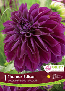 Dahlia ‘Thomas Edison’ ( Dahlia ‘Thomas A. Edison’) : un dahlia violet foncé aux nombreux pétales. Le visuel Florissa présente la plante et son nom dans la partie inférieure de l’étiquette. La photographie occupe presque toute la surface, tandis que le bandeau du bas rassemble les indications du produit. Cette vue permet de reconnaître son apparence et de distinguer la variété présentée.