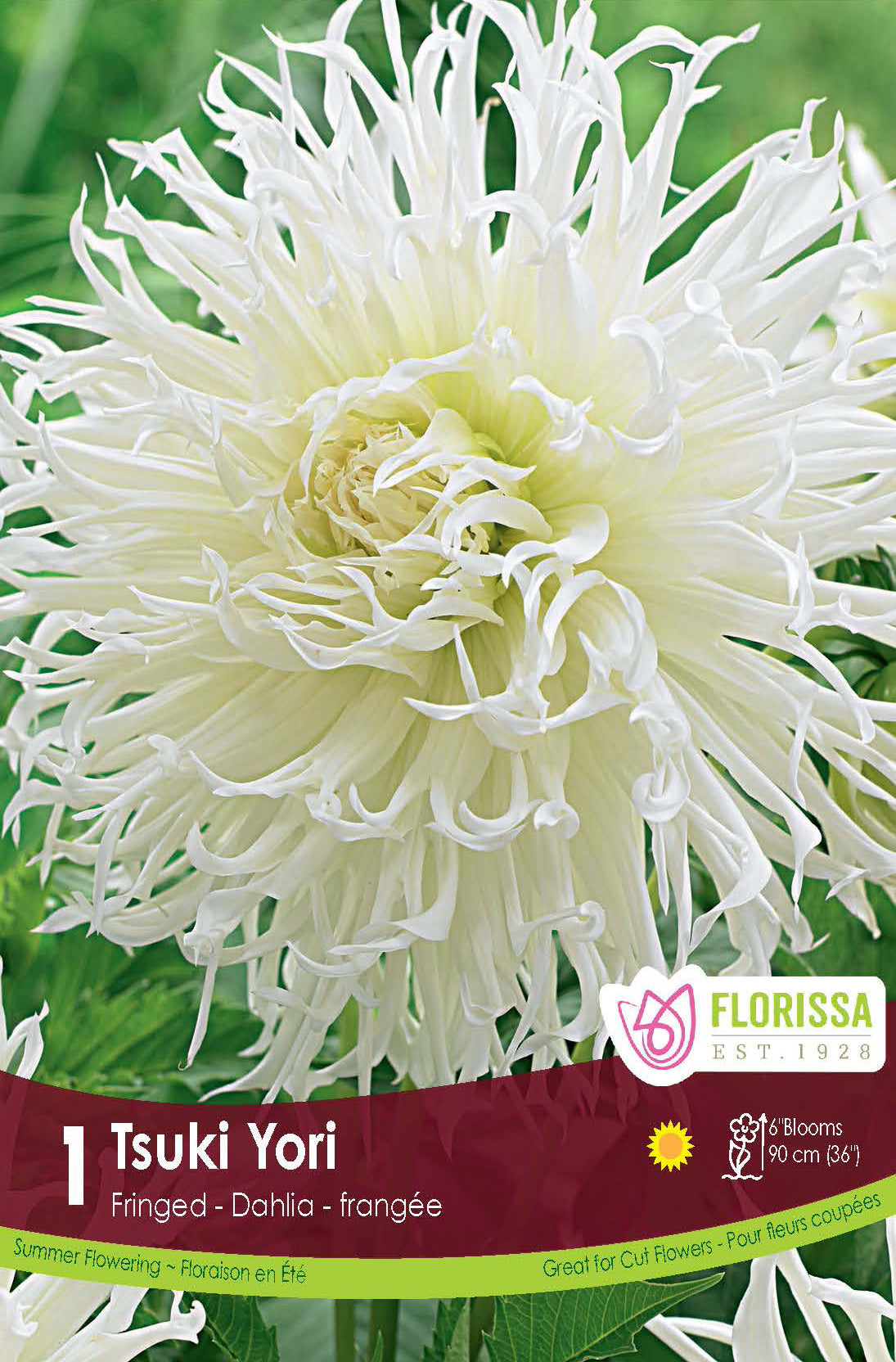 Dahlia frangé ‘Tsuki Yori’ ( Dahlia ‘Tsuki-yori-no-shisha’) : un dahlia blanc aux nombreux pétales étroits et découpés. Le visuel Florissa présente la plante et son nom dans la partie inférieure de l’étiquette. La photographie occupe presque toute la surface, tandis que le bandeau du bas rassemble les indications du produit. Cette vue permet de reconnaître son apparence et de distinguer la variété présentée.