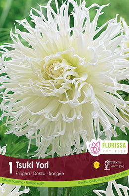 Dahlia 'Tsuki Yori'