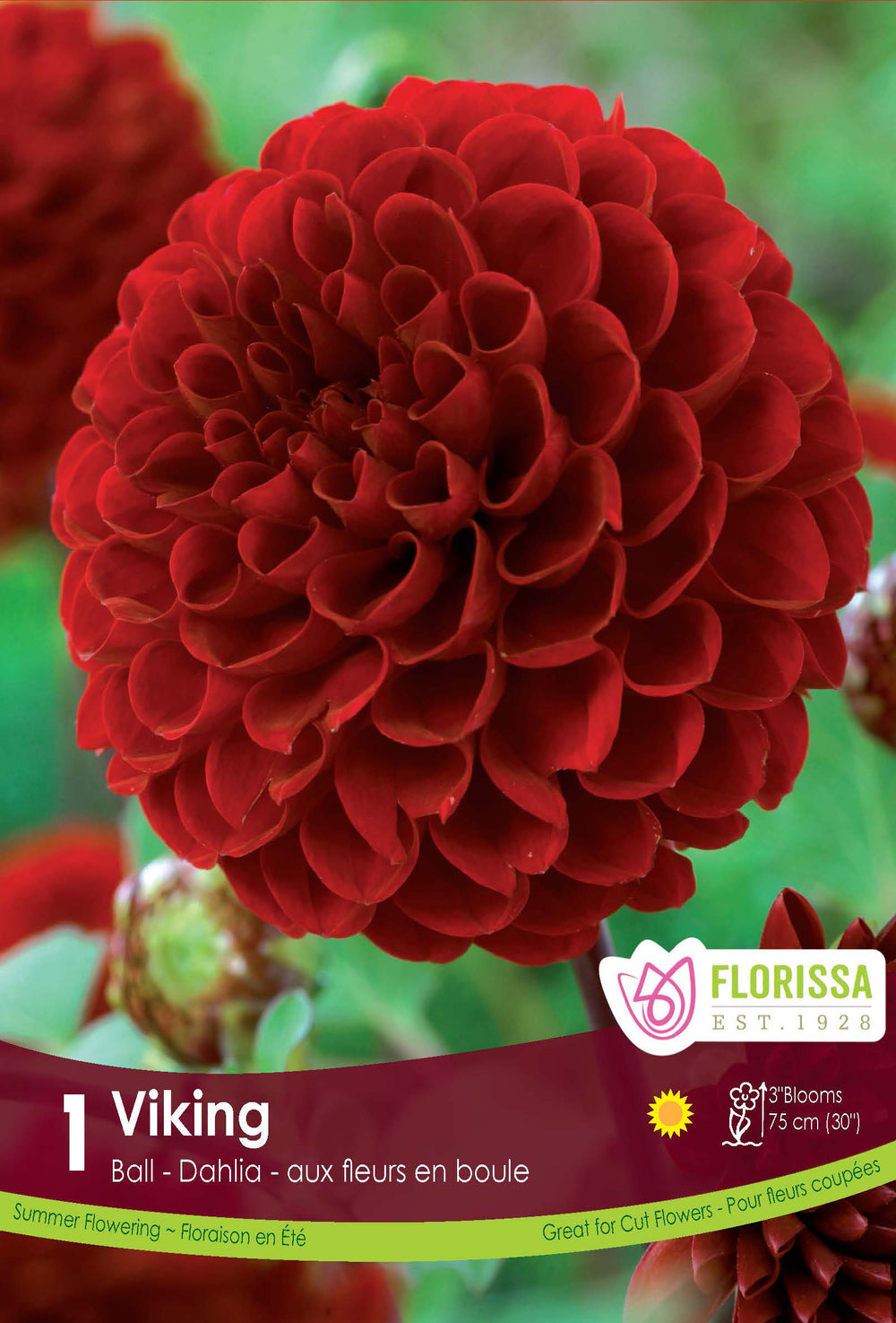 Dahlia pompon 'Viking'