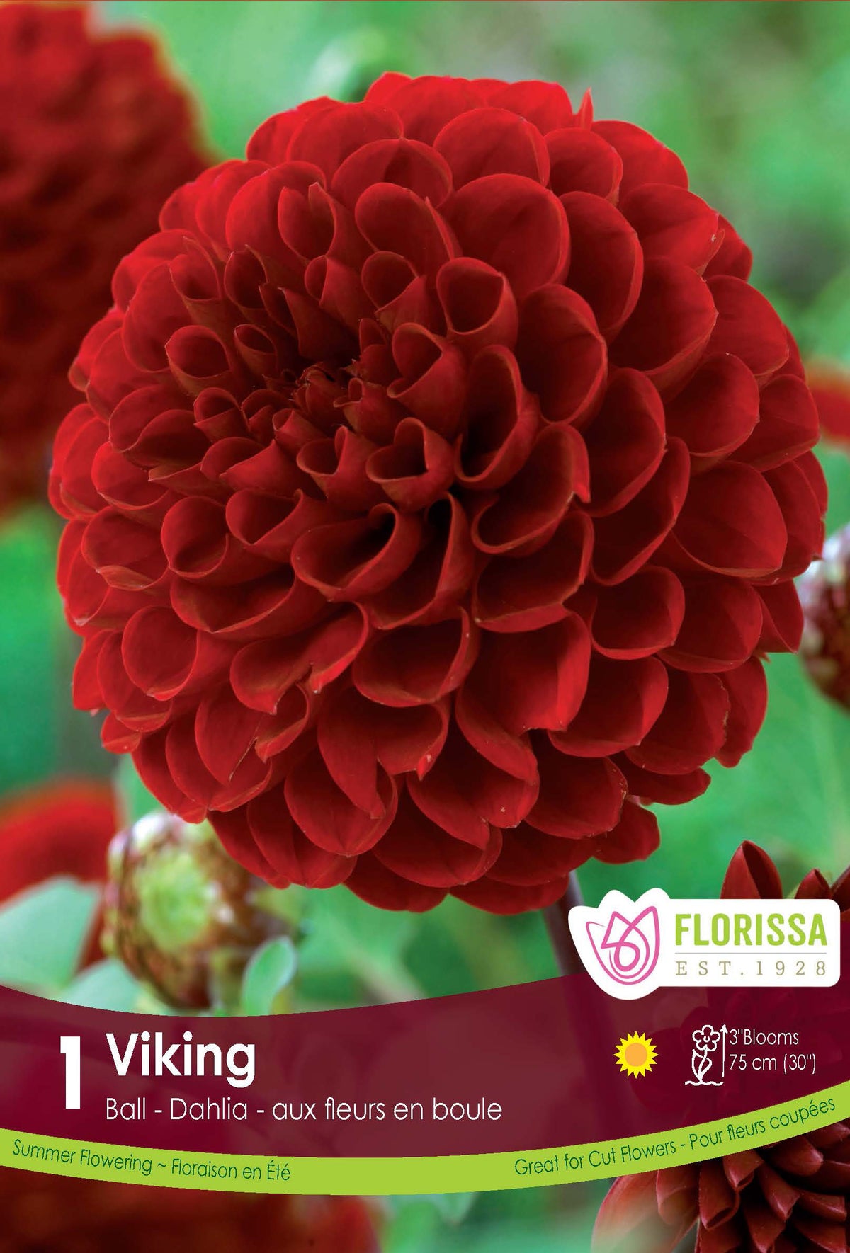 Dahlia pompon 'Viking'