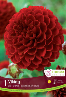 Dahlia pompon 'Viking'