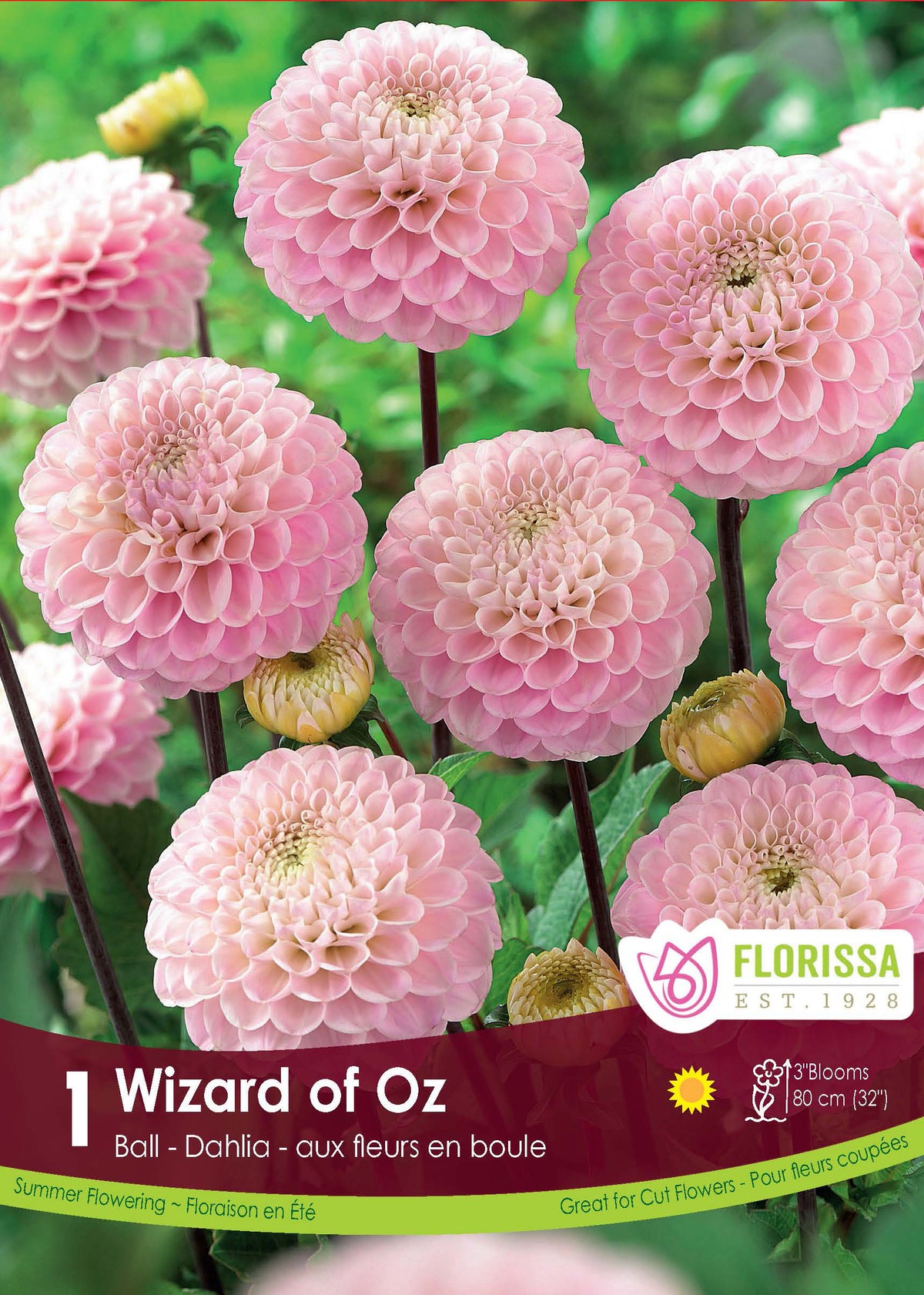 Dahlia pompon ‘Wizard of Oz’ ( Dahlia ) : des dahlias en boules rose pâle aux pétales serrés. Le visuel Florissa présente la plante et son nom dans la partie inférieure de l’étiquette. La photographie occupe presque toute la surface, tandis que le bandeau du bas rassemble les indications du produit. Cette vue permet de reconnaître son apparence et de distinguer la variété présentée.