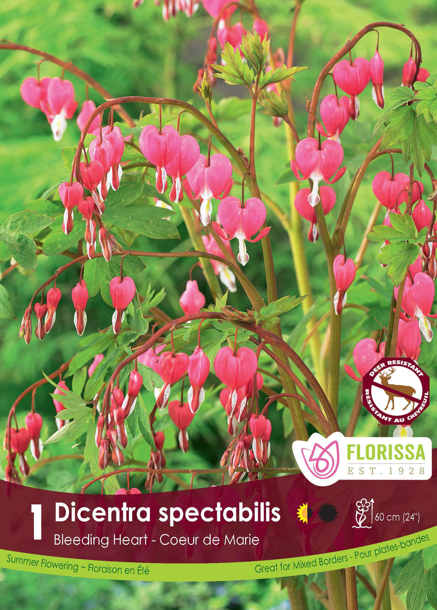 Cœur saignant (<em>Lamprocapnos spectabilis</em>)