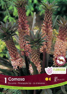 Lis ananas rose ( Eucomis comosa ) : des épis d’eucomis rosés surmontés d’un toupet de feuilles. Le visuel Florissa présente la plante et son nom dans la partie inférieure de l’étiquette. La photographie occupe presque toute la surface, tandis que le bandeau du bas rassemble les indications du produit. Cette vue permet de reconnaître son apparence et de distinguer la variété présentée.
