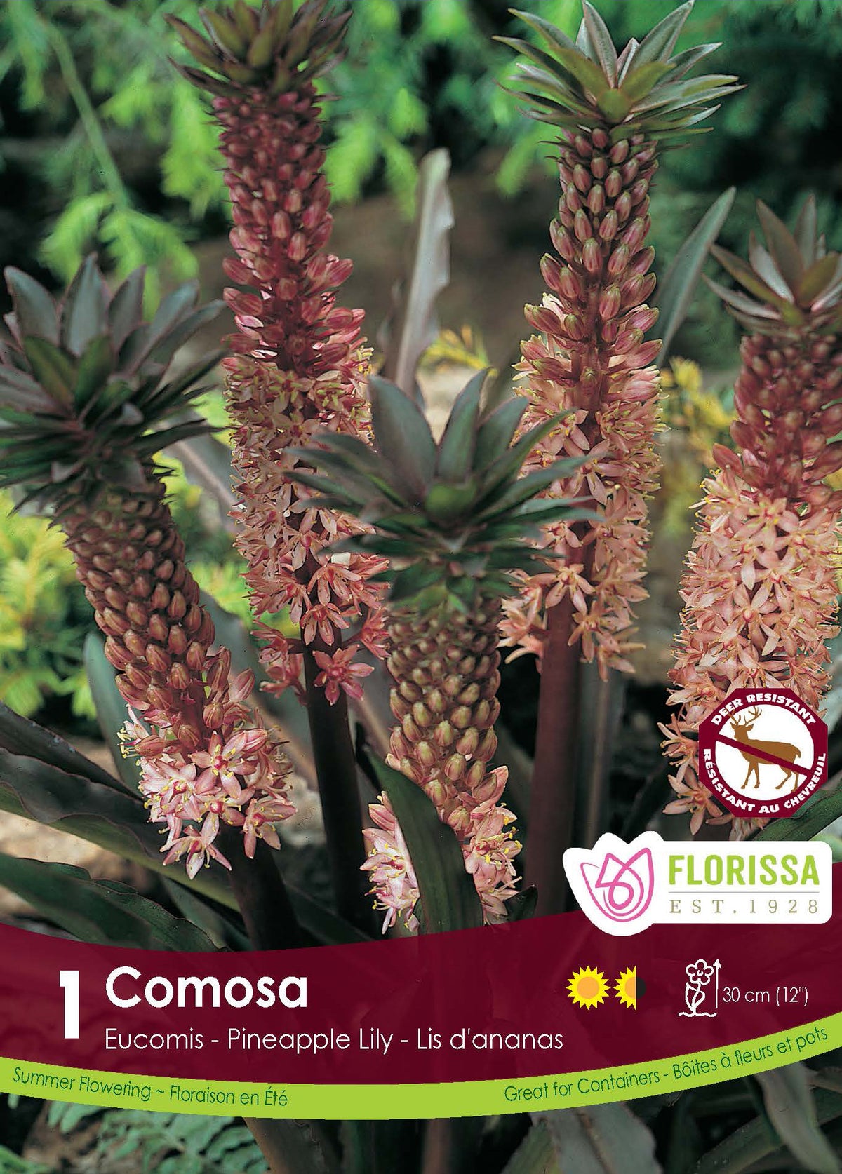 Lis ananas rose ( Eucomis comosa ) : des épis d’eucomis rosés surmontés d’un toupet de feuilles. Le visuel Florissa présente la plante et son nom dans la partie inférieure de l’étiquette. La photographie occupe presque toute la surface, tandis que le bandeau du bas rassemble les indications du produit. Cette vue permet de reconnaître son apparence et de distinguer la variété présentée.
