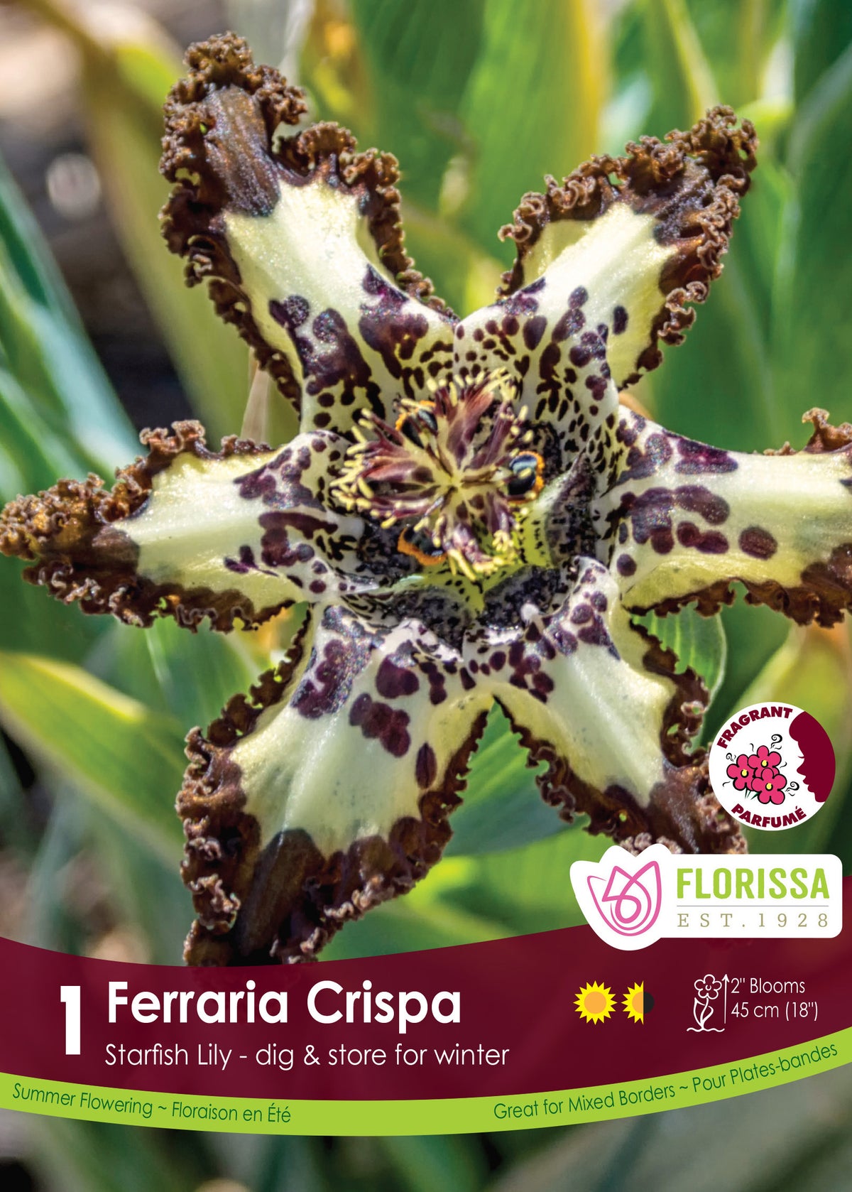 Ferraria crispée ( Ferraria crispa ) : une fleur étoilée crème et brune aux bords très ondulés. Le visuel Florissa présente la plante et son nom dans la partie inférieure de l’étiquette. La photographie occupe presque toute la surface, tandis que le bandeau du bas rassemble les indications du produit. Cette vue permet de reconnaître son apparence et de distinguer la variété présentée.