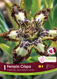 Ferraria crispée ( Ferraria crispa ) : une fleur étoilée crème et brune aux bords très ondulés. Le visuel Florissa présente la plante et son nom dans la partie inférieure de l’étiquette. La photographie occupe presque toute la surface, tandis que le bandeau du bas rassemble les indications du produit. Cette vue permet de reconnaître son apparence et de distinguer la variété présentée.