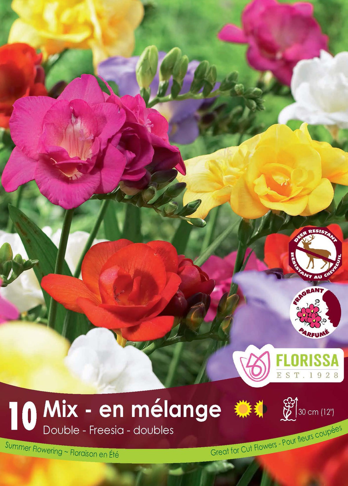 Freesia double Mélange ( Freesia hybrides) : des freesias doubles jaunes, rouges, roses et blancs. Le visuel Florissa présente la plante et son nom dans la partie inférieure de l’étiquette. La photographie occupe presque toute la surface, tandis que le bandeau du bas rassemble les indications du produit. Cette vue permet de reconnaître son apparence et de distinguer la variété présentée.