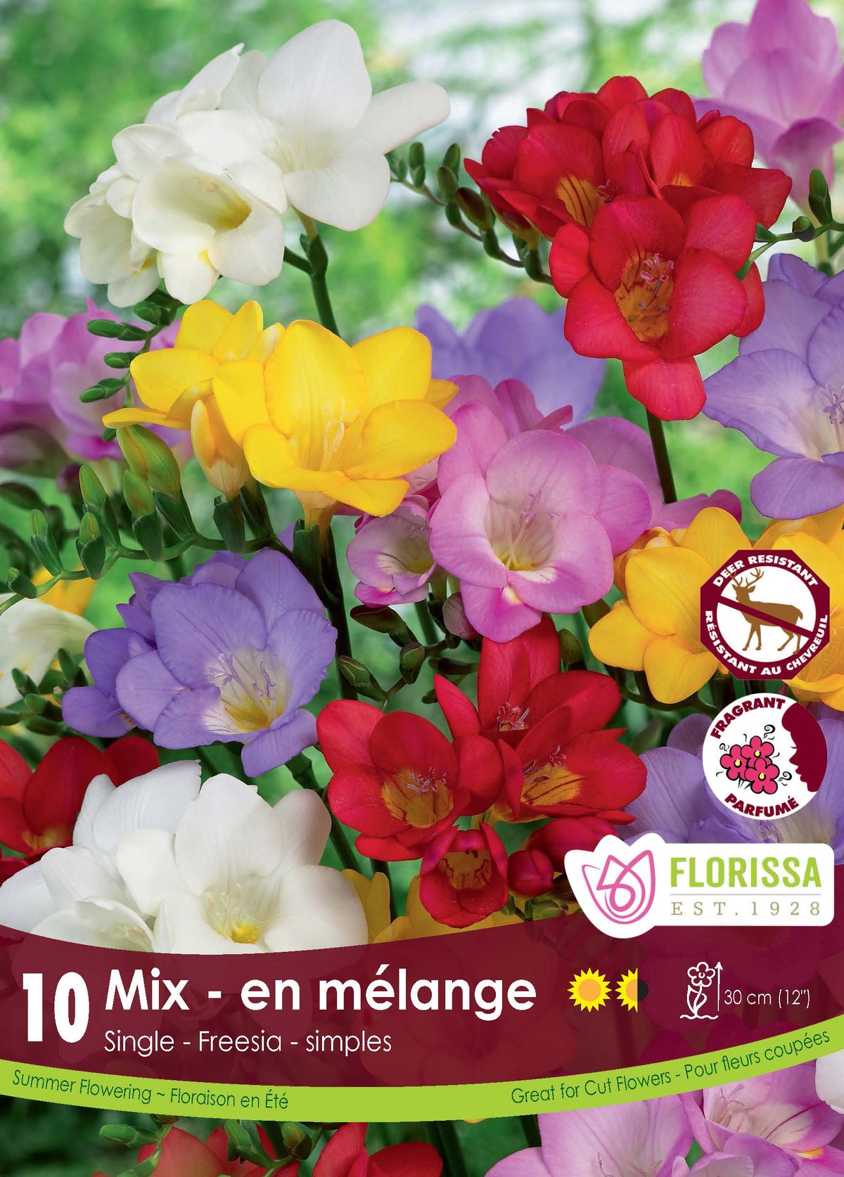 Freesia simple Mélange ( Freesia hybrides) : des freesias simples blancs, jaunes, rouges, roses et violets. Le visuel Florissa présente la plante et son nom dans la partie inférieure de l’étiquette. La photographie occupe presque toute la surface, tandis que le bandeau du bas rassemble les indications du produit. Cette vue permet de reconnaître son apparence et de distinguer la variété présentée.