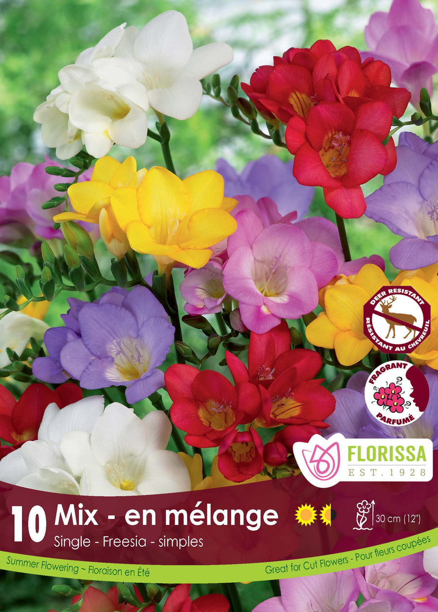 Freesia 'Simple Mix'