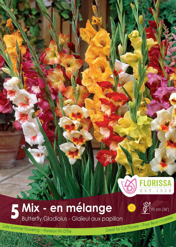 Gladiolus 'Butterfly Mixed'