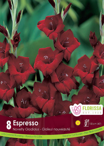 Glaïeul 'Espresso'