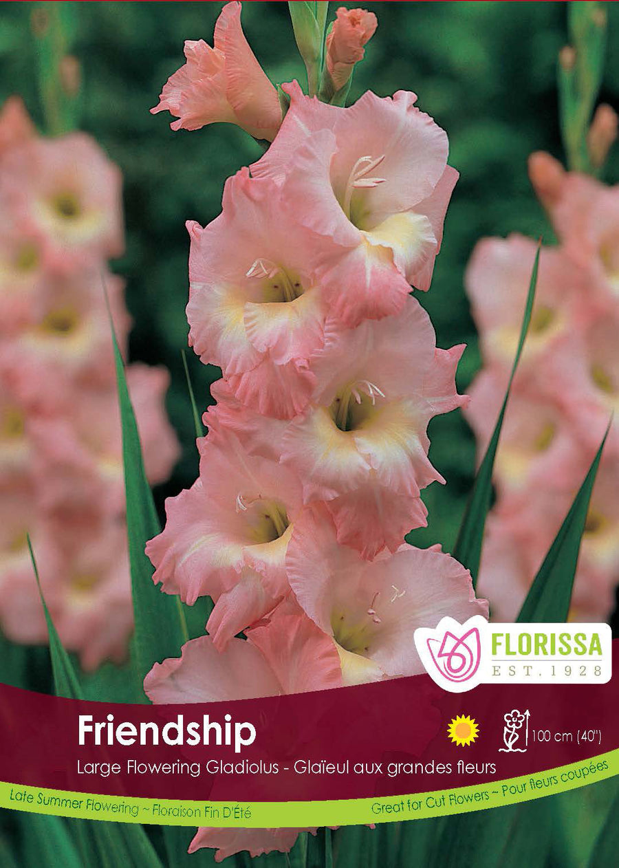 Glaïeul ‘Friendship Pink’ ( Gladiolus × hortulanus ) : un épi de glaïeul rose pâle à gorge crème. Le visuel Florissa présente la plante et son nom dans la partie inférieure de l’étiquette. La photographie occupe presque toute la surface, tandis que le bandeau du bas rassemble les indications du produit. Cette vue permet de reconnaître son apparence et de distinguer la variété présentée.
