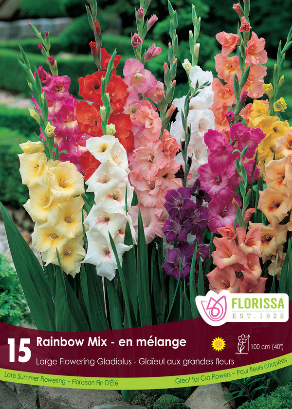 'Rainbow' Gladiolus