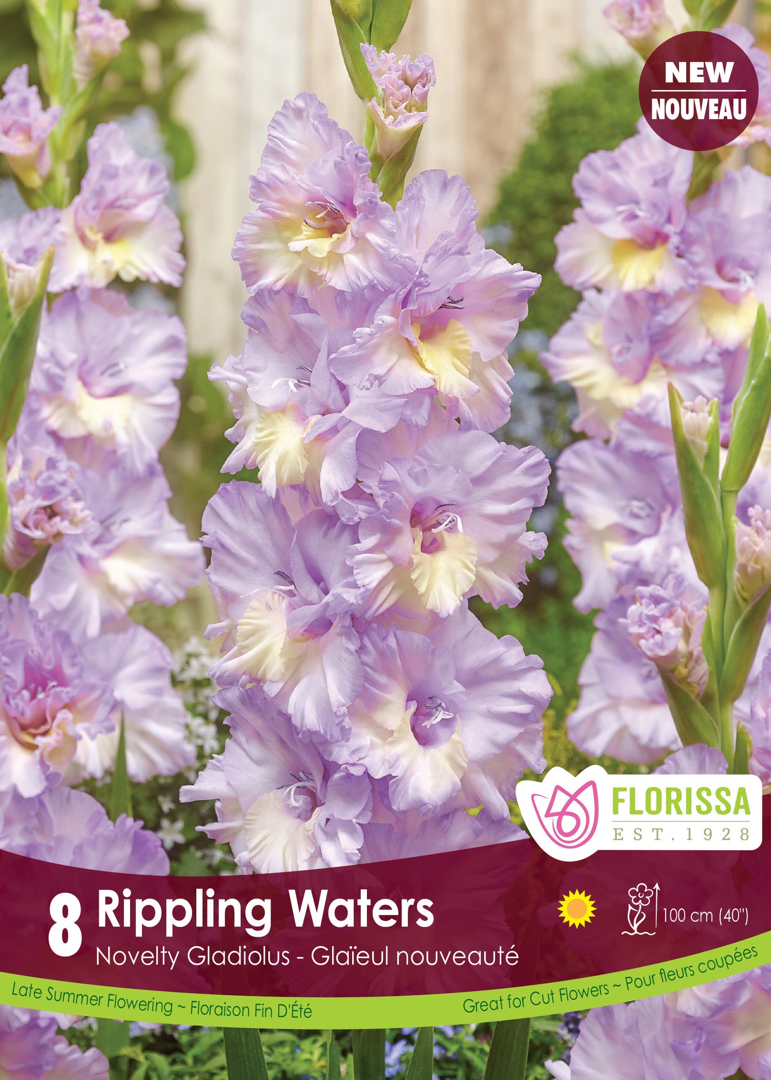 Gladiolus 'Rippling Waters'