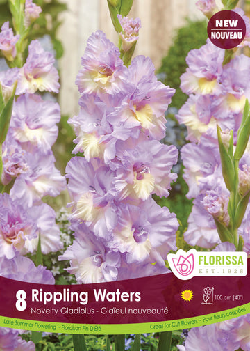 Gladiolus 'Rippling Waters'