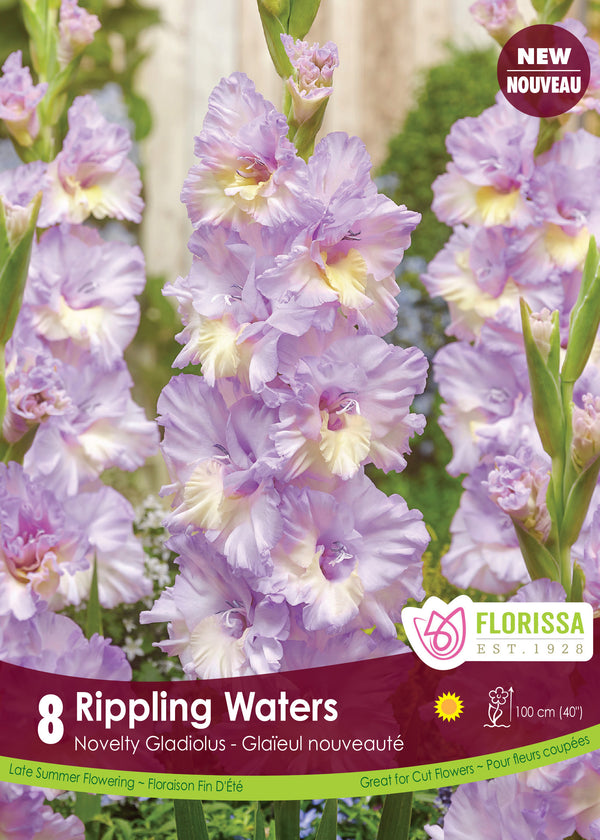 Gladiolus 'Rippling Waters'