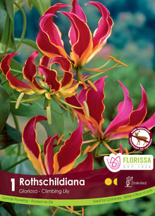 Gloriosa de Rothschild ( Gloriosa superba ‘Rothschildiana’) : des fleurs rouges bordées de jaune aux pétales fortement recourbés. Le visuel Florissa présente la plante et son nom dans la partie inférieure de l’étiquette. La photographie occupe presque toute la surface, tandis que le bandeau du bas rassemble les indications du produit. Cette vue permet de reconnaître son apparence et de distinguer la variété présentée.