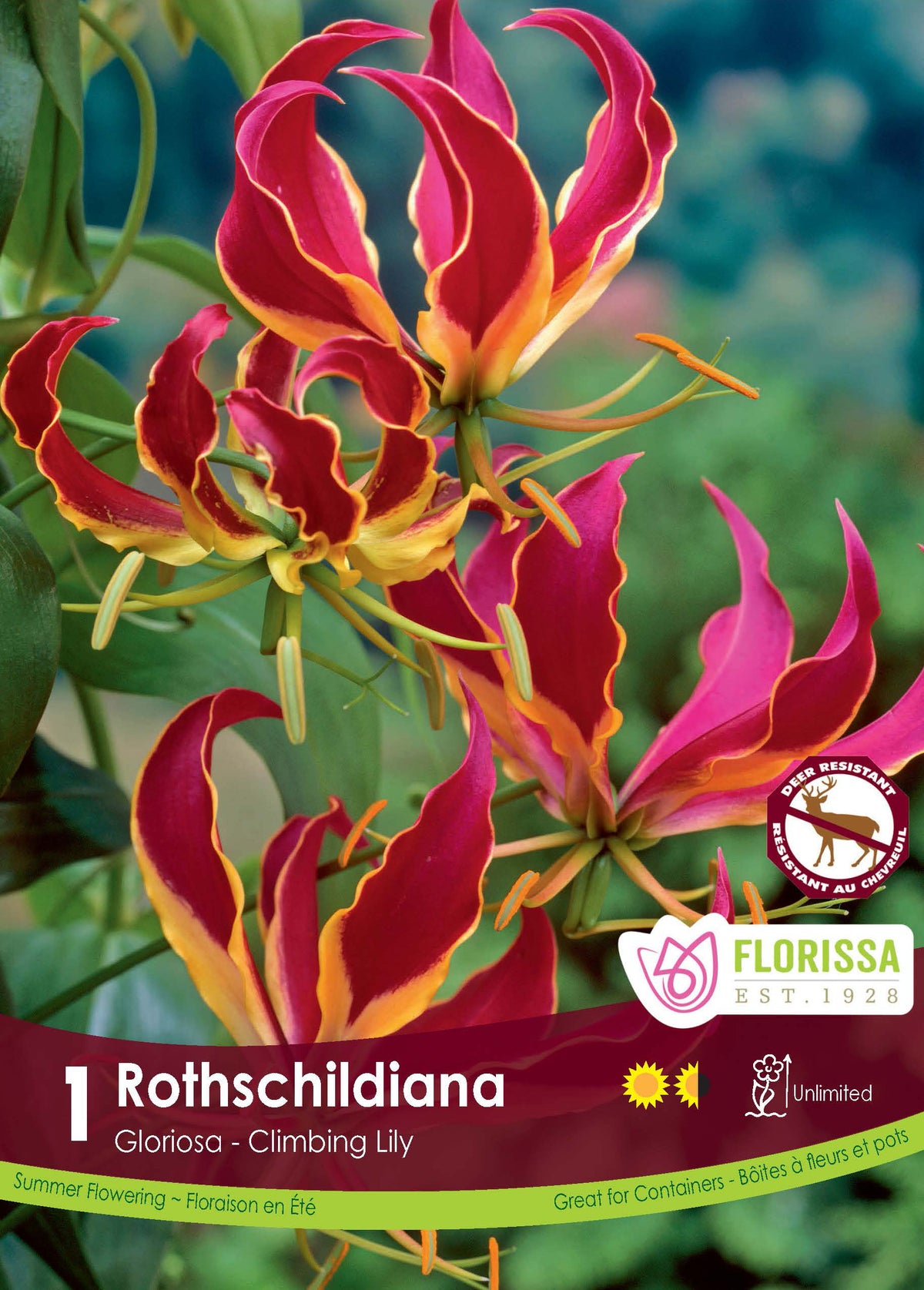 Gloriosa de Rothschild ( Gloriosa superba ‘Rothschildiana’) : des fleurs rouges bordées de jaune aux pétales fortement recourbés. Le visuel Florissa présente la plante et son nom dans la partie inférieure de l’étiquette. La photographie occupe presque toute la surface, tandis que le bandeau du bas rassemble les indications du produit. Cette vue permet de reconnaître son apparence et de distinguer la variété présentée.