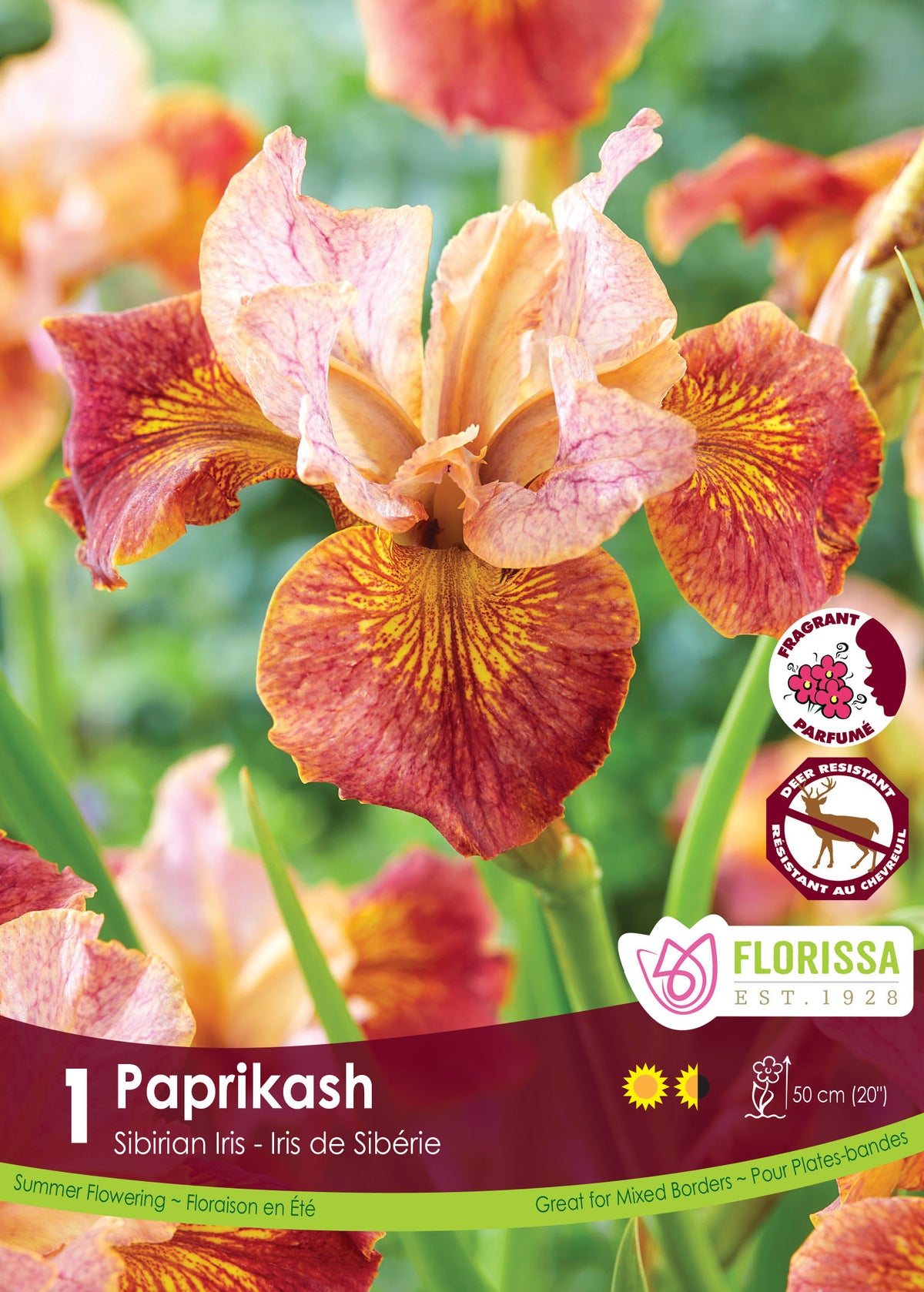 Iris de Sibérie ‘Paprikash’ ( Iris sibirica ) : un iris aux tons cuivrés, jaunes et rouge orangé. Le visuel Florissa présente la plante et son nom dans la partie inférieure de l’étiquette. La photographie occupe presque toute la surface, tandis que le bandeau du bas rassemble les indications du produit. Cette vue permet de reconnaître son apparence et de distinguer la variété présentée.