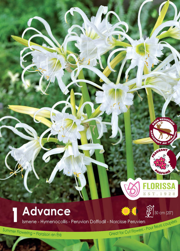 Ismène ‘Advance’