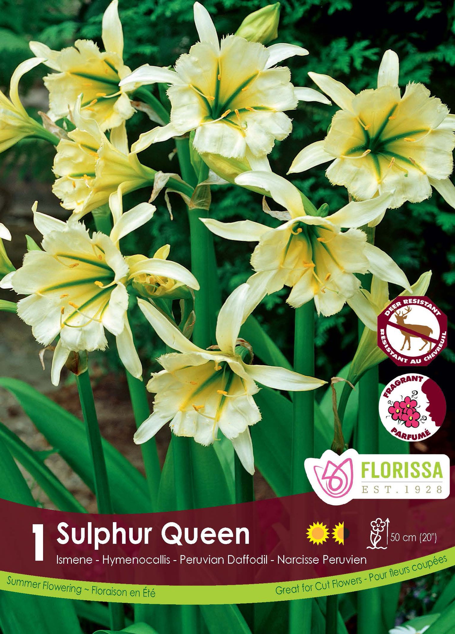 Ismène 'Sulphur Queen'