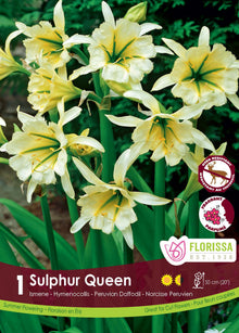 Ismène ‘Sulphur Queen’ ( Ismene ) : des fleurs jaune crème aux pétales fins et au cœur vert. Le visuel Florissa présente la plante et son nom dans la partie inférieure de l’étiquette. La photographie occupe presque toute la surface, tandis que le bandeau du bas rassemble les indications du produit. Cette vue permet de reconnaître son apparence et de distinguer la variété présentée.