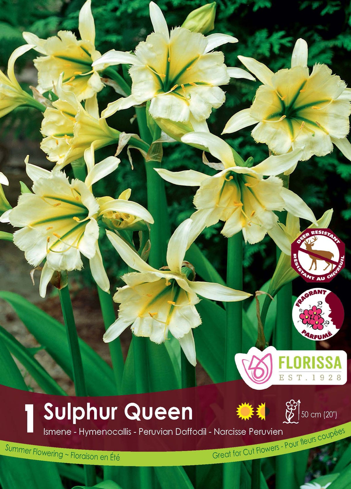 Ismène ‘Sulphur Queen’ ( Ismene ) : des fleurs jaune crème aux pétales fins et au cœur vert. Le visuel Florissa présente la plante et son nom dans la partie inférieure de l’étiquette. La photographie occupe presque toute la surface, tandis que le bandeau du bas rassemble les indications du produit. Cette vue permet de reconnaître son apparence et de distinguer la variété présentée.