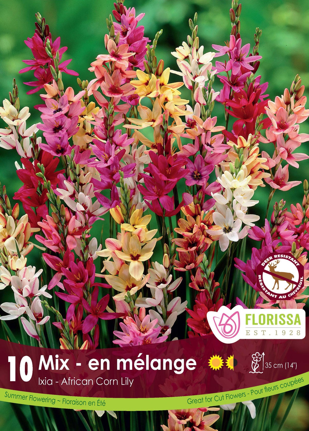 Ixia hybrides ‘Mélange’ ( Ixia ) : des épis d’ixias aux fleurs jaunes, roses, blanches et rouges. Le visuel Florissa présente la plante et son nom dans la partie inférieure de l’étiquette. La photographie occupe presque toute la surface, tandis que le bandeau du bas rassemble les indications du produit. Cette vue permet de reconnaître son apparence et de distinguer la variété présentée.