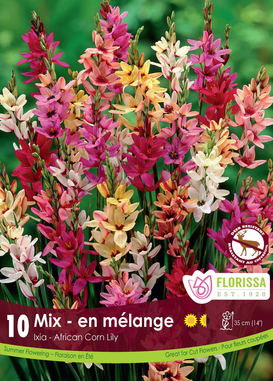 Ixia hybrids 'Mix'