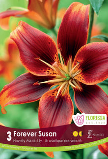 Lis asiatique 'Forever Susan'