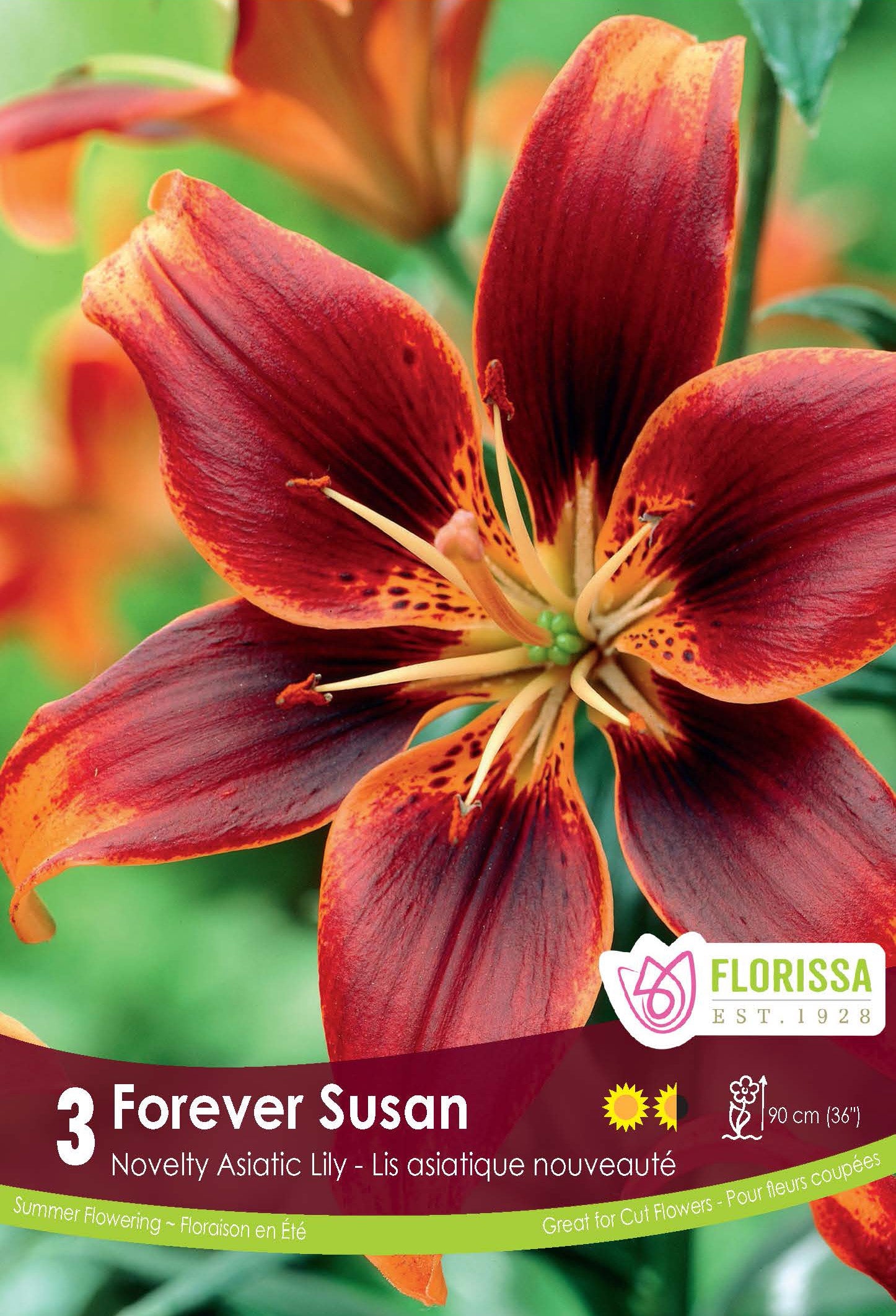 Lis asiatique 'Forever Susan'
