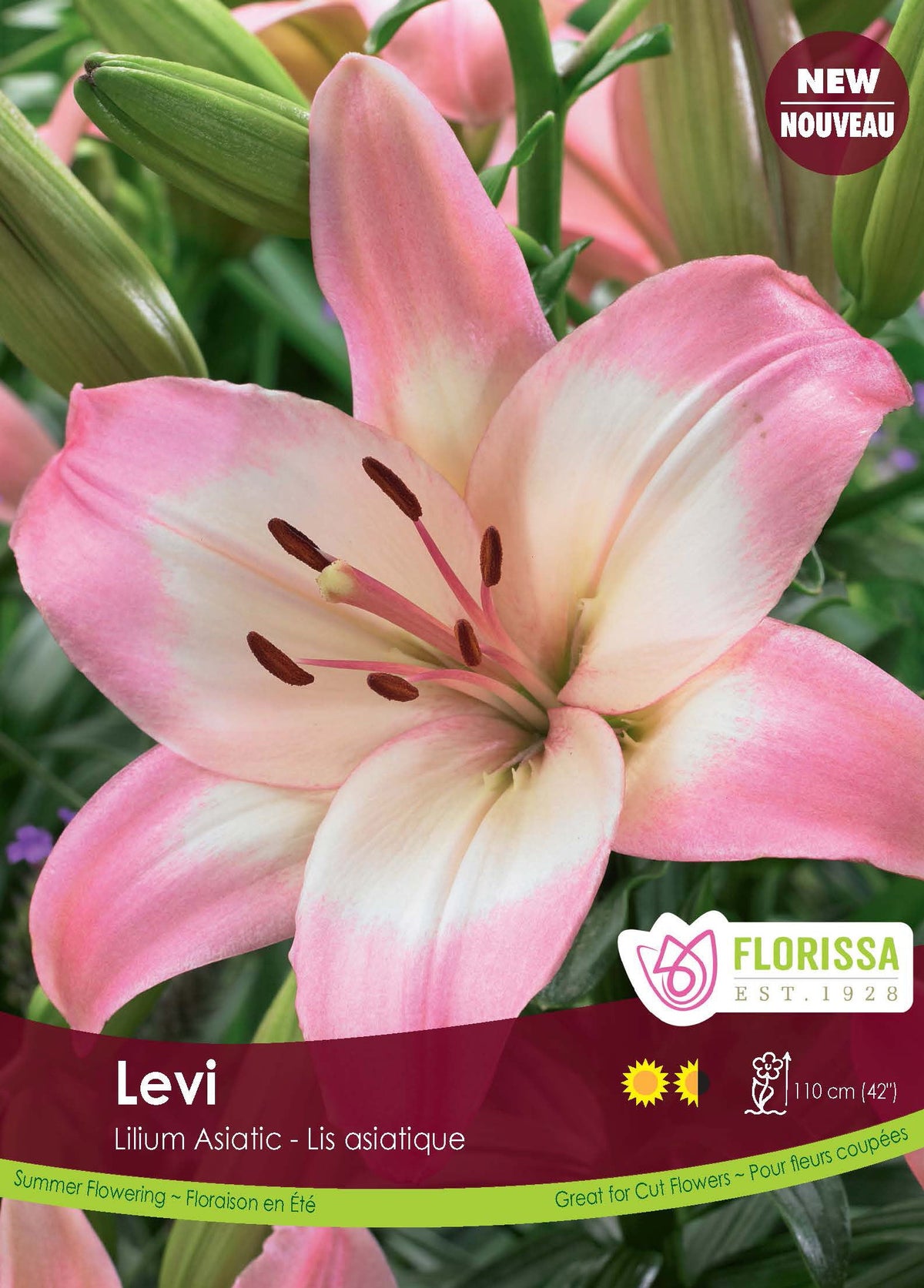 Lys Asiatique ‘Levi’ (3 bulbes) ( Lilium ) : un lys rose clair à gorge blanche et étamines foncées. Le visuel Florissa présente la plante et son nom dans la partie inférieure de l’étiquette. La photographie occupe presque toute la surface, tandis que le bandeau du bas rassemble les indications du produit. Cette vue permet de reconnaître son apparence et de distinguer la variété présentée.