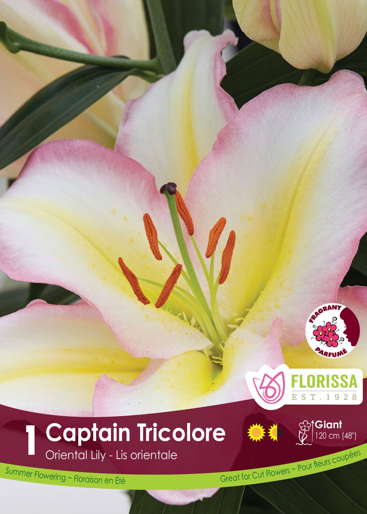 Lis oriental ‘Captain Tricolore’ ( Lilium ) : un lys blanc bordé de rose et parcouru de bandes jaunes. Le visuel Florissa présente la plante et son nom dans la partie inférieure de l’étiquette. La photographie occupe presque toute la surface, tandis que le bandeau du bas rassemble les indications du produit. Cette vue permet de reconnaître son apparence et de distinguer la variété présentée.