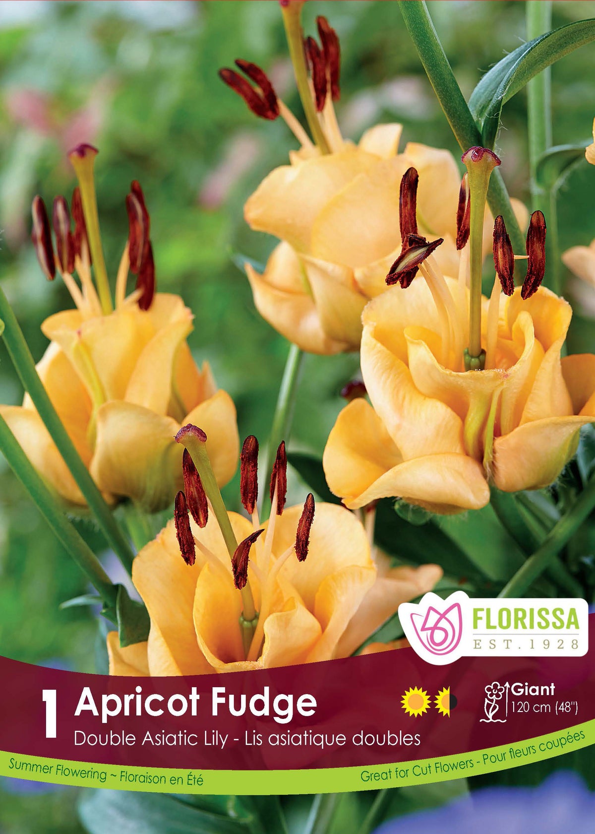 Lis ‘Apricot Fudge’ ( Lilium ) : des fleurs de lys jaune abricot aux pétales recourbés et étamines apparentes. Le visuel Florissa présente la plante et son nom dans la partie inférieure de l’étiquette. La photographie occupe presque toute la surface, tandis que le bandeau du bas rassemble les indications du produit. Cette vue permet de reconnaître son apparence et de distinguer la variété présentée.