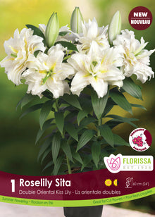Lis double oriental Roselily ‘Sita’ ( Lilium ) : des lys doubles blancs à marques vertes au centre. Le visuel Florissa présente la plante et son nom dans la partie inférieure de l’étiquette. La photographie occupe presque toute la surface, tandis que le bandeau du bas rassemble les indications du produit. Cette vue permet de reconnaître son apparence et de distinguer la variété présentée.