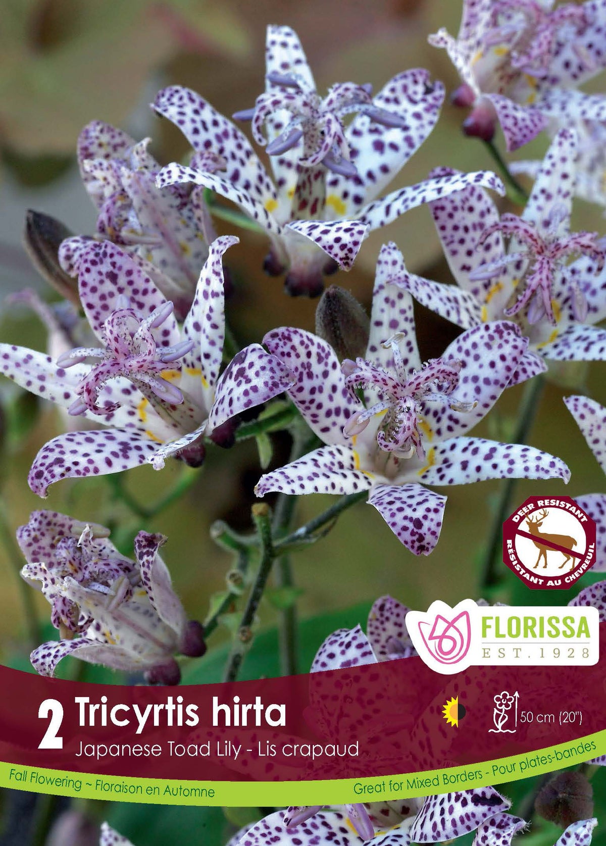 Tricyrtis ‘Hirta’ ( Tricyrtis ) : des fleurs blanches étoilées couvertes de taches violettes. Le visuel Florissa présente la plante et son nom dans la partie inférieure de l’étiquette. La photographie occupe presque toute la surface, tandis que le bandeau du bas rassemble les indications du produit. Cette vue permet de reconnaître son apparence et de distinguer la variété présentée.