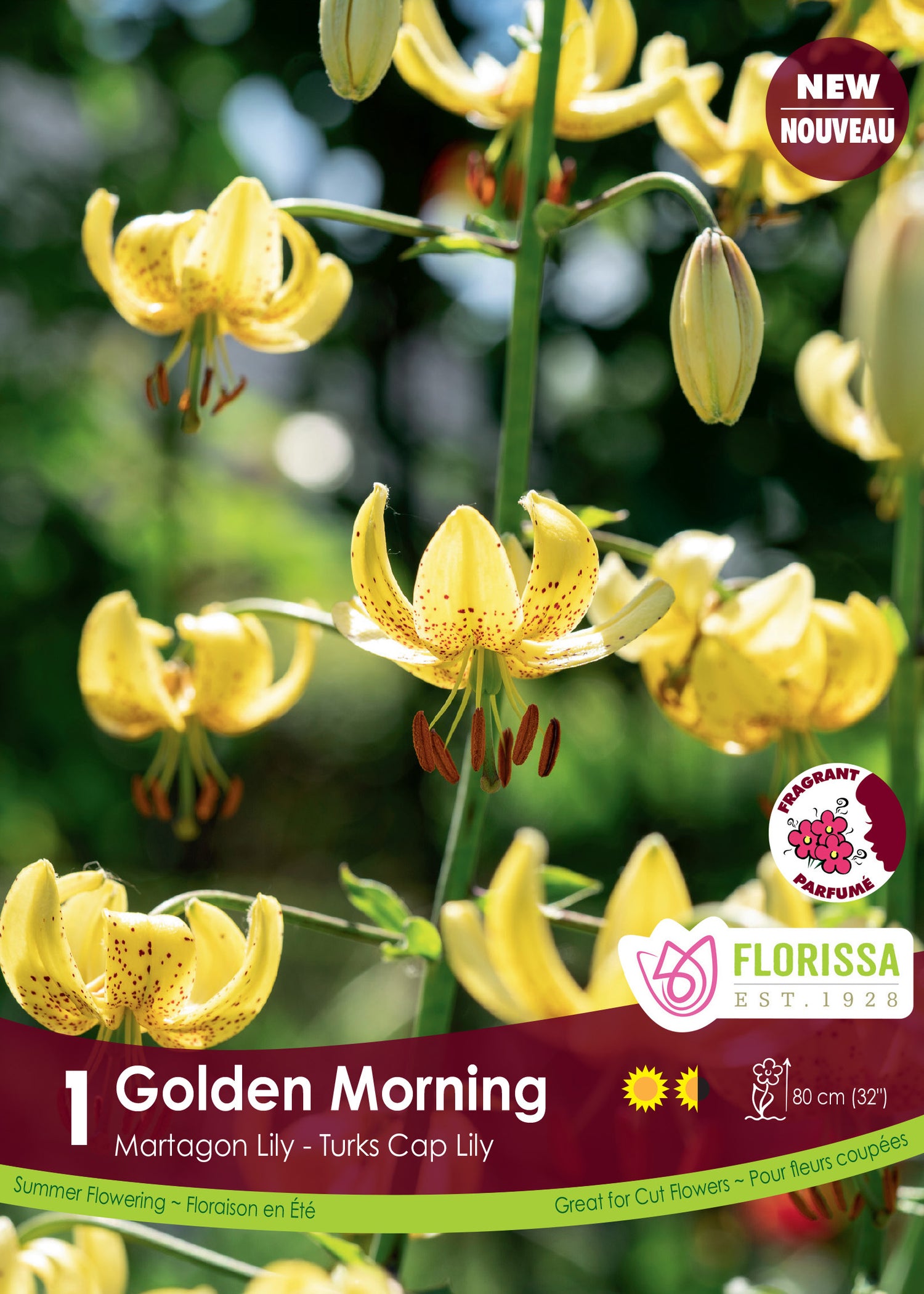 Lis martagon 'Golden Morning'