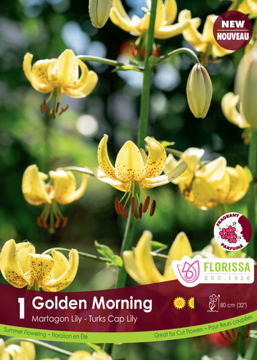 Lis martagon 'Golden Morning'
