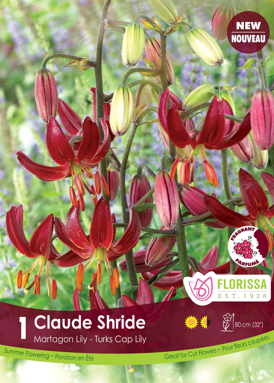 Lys Martagon ‘Claude Shride’ (1 bulbe) ( Lilium ) : des fleurs de lys bordeaux retombantes aux pétales très recourbés. Le visuel Florissa présente la plante et son nom dans la partie inférieure de l’étiquette. La photographie occupe presque toute la surface, tandis que le bandeau du bas rassemble les indications du produit. Cette vue permet de reconnaître son apparence et de distinguer la variété présentée.