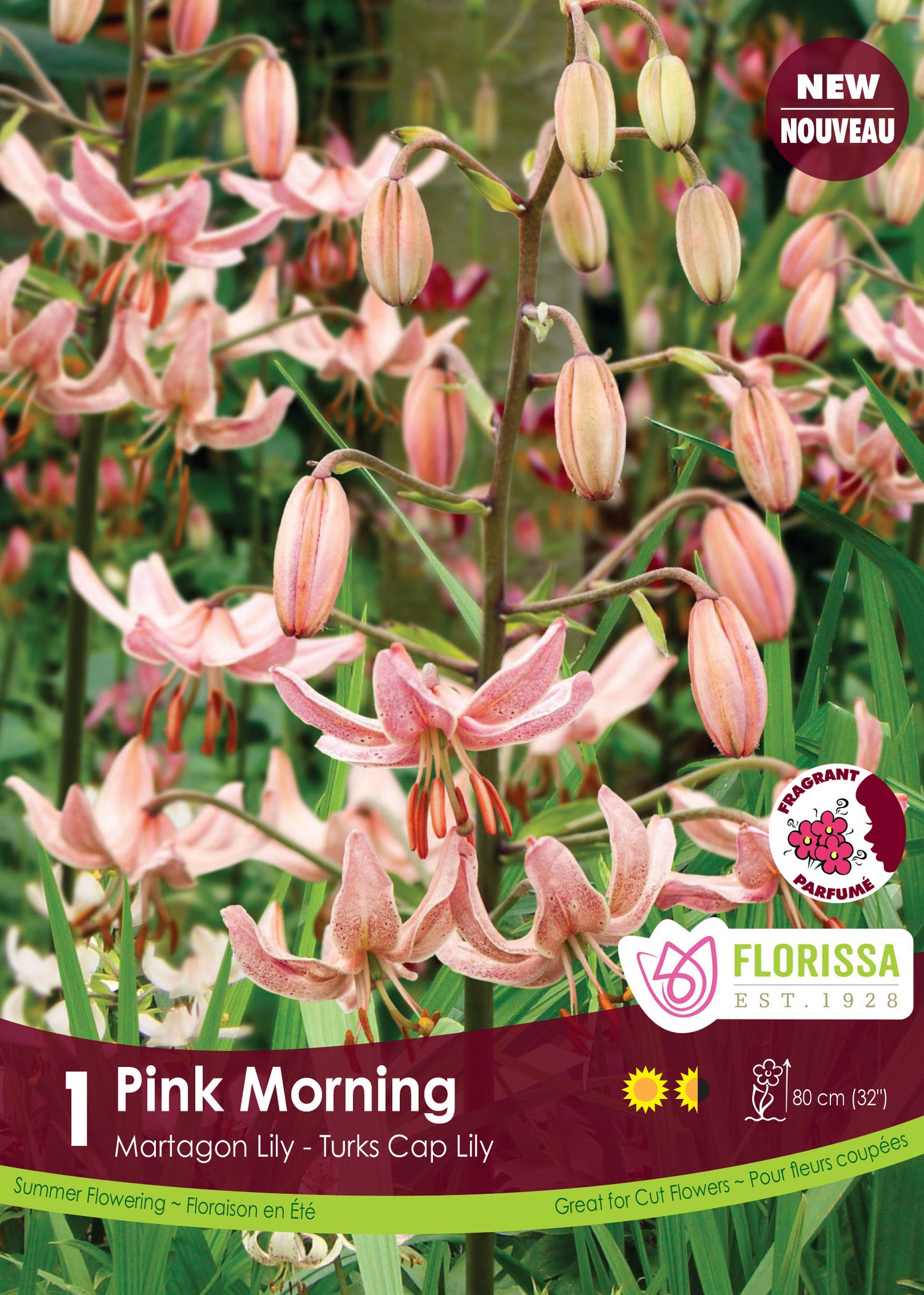 Lis martagon 'Pink Morning'