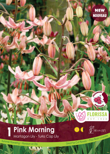 Lis martagon 'Pink Morning'