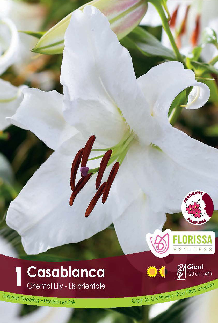 Lis oriental ‘Casablanca’ ( Lilium ) : un lys blanc aux grandes étamines brunes. Le visuel Florissa présente la plante et son nom dans la partie inférieure de l’étiquette. La photographie occupe presque toute la surface, tandis que le bandeau du bas rassemble les indications du produit. Cette vue permet de reconnaître son apparence et de distinguer la variété présentée.