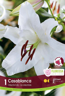 Lis oriental ‘Casablanca’ ( Lilium ) : un lys blanc aux grandes étamines brunes. Le visuel Florissa présente la plante et son nom dans la partie inférieure de l’étiquette. La photographie occupe presque toute la surface, tandis que le bandeau du bas rassemble les indications du produit. Cette vue permet de reconnaître son apparence et de distinguer la variété présentée.
