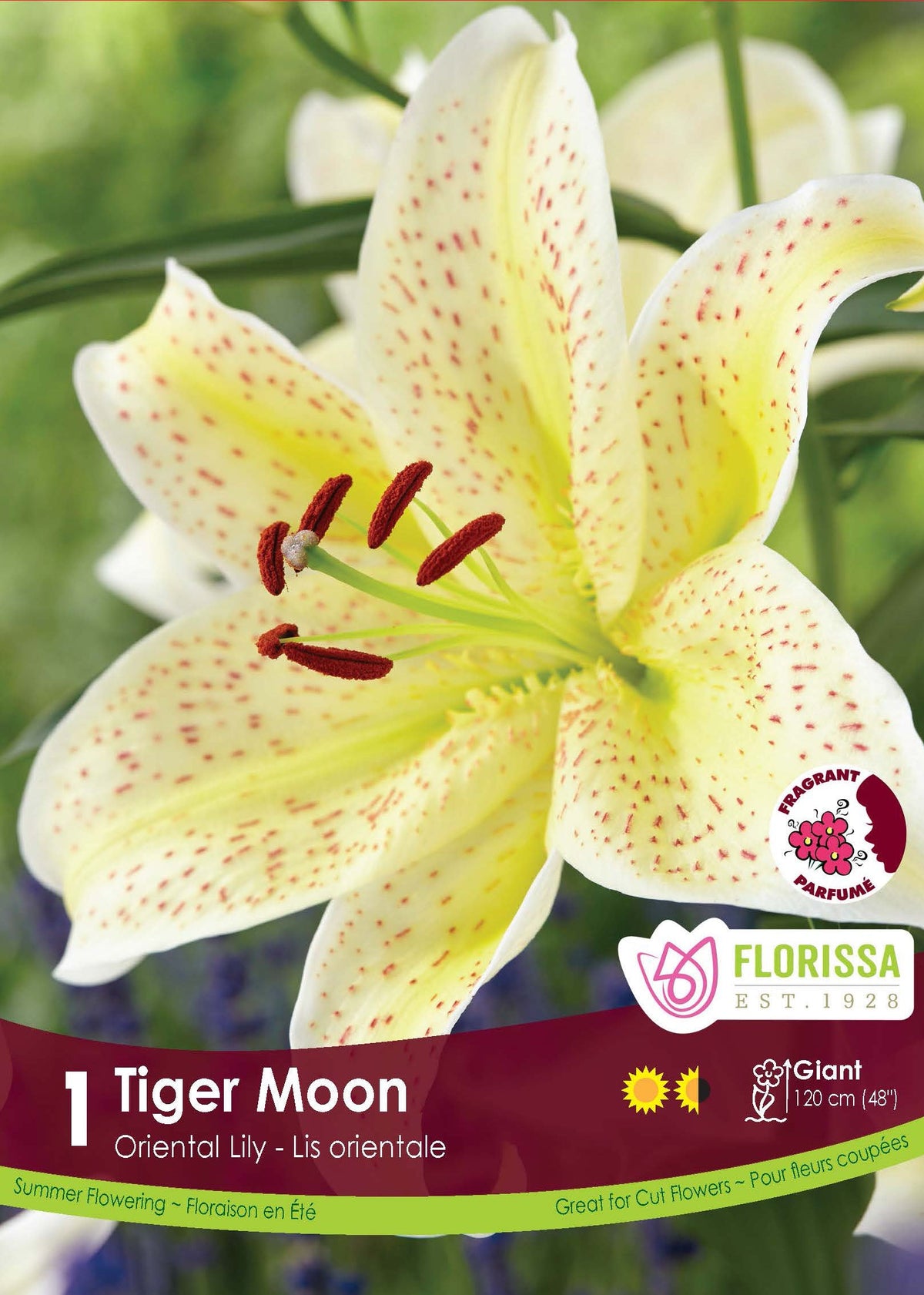 Lys Oriental ‘Tiger Moon’ (1 bulbe) ( Lilium ) : un lys blanc à larges zones jaunes et fines ponctuations sombres. Le visuel Florissa présente la plante et son nom dans la partie inférieure de l’étiquette. La photographie occupe presque toute la surface, tandis que le bandeau du bas rassemble les indications du produit. Cette vue permet de reconnaître son apparence et de distinguer la variété présentée.