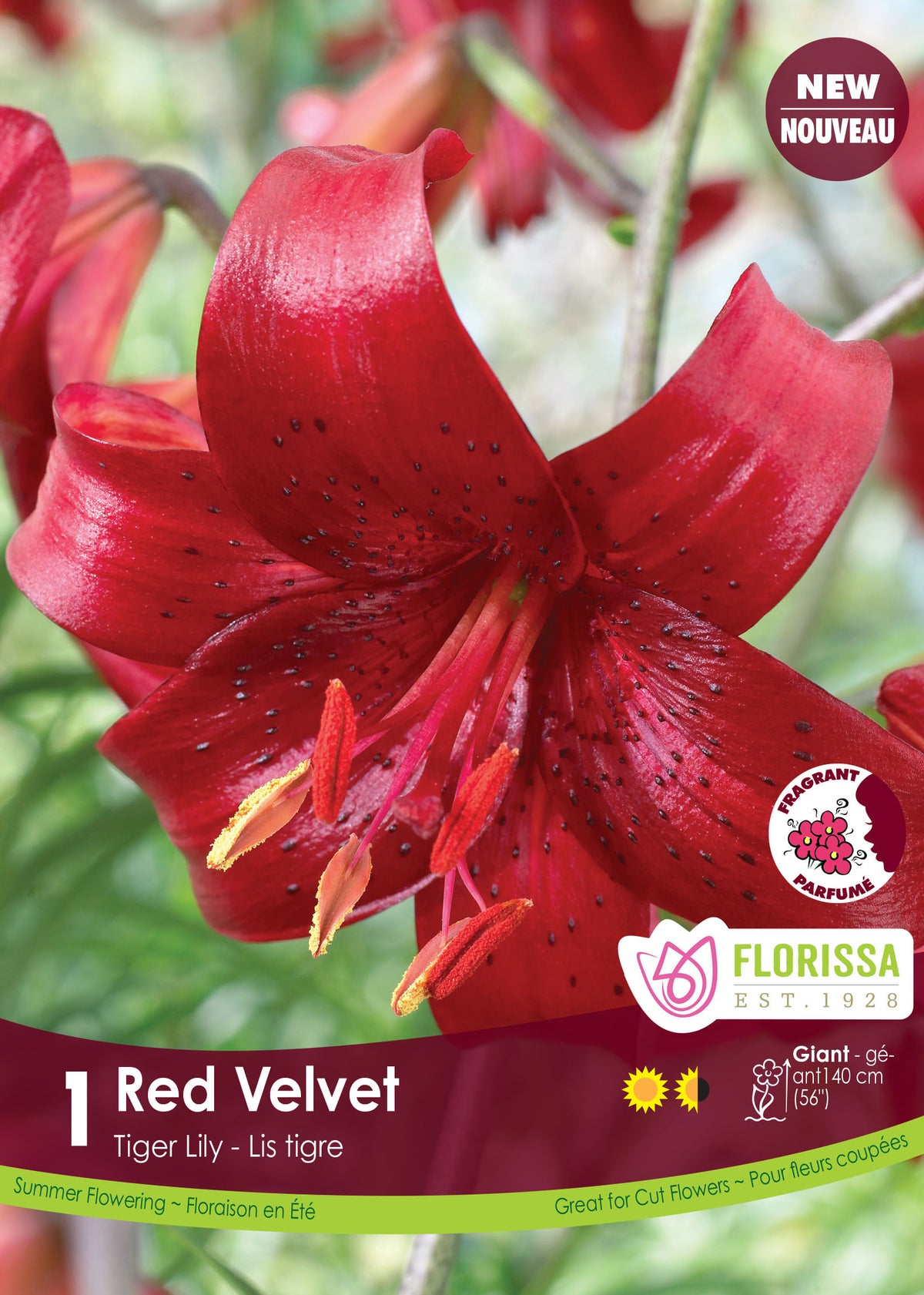 Lis tigre ‘Red Velvet’ ( Lilium ) : un lys rouge velouté aux pétales recourbés. Le visuel Florissa présente la plante et son nom dans la partie inférieure de l’étiquette. La photographie occupe presque toute la surface, tandis que le bandeau du bas rassemble les indications du produit. Cette vue permet de reconnaître son apparence et de distinguer la variété présentée.