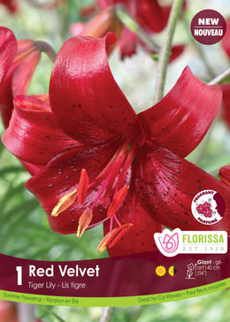 Tiger lily 'Red Velvet'
