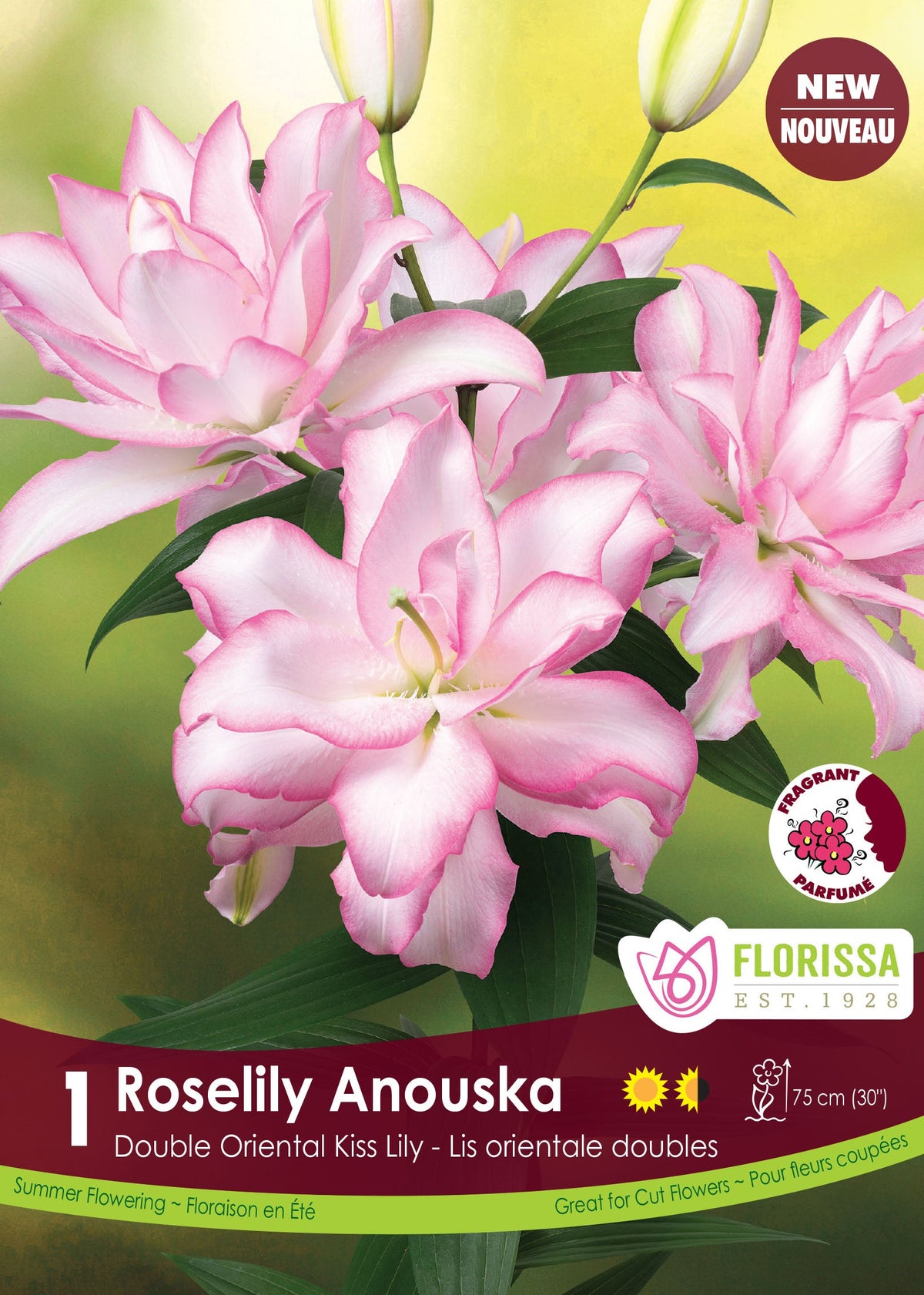 Lis ‘Roselily Anoushka’ ( Lilium ) : des lis doubles blancs bordés de rose, avec des boutons clairs et du feuillage vert. Le visuel Florissa présente la plante et son nom dans la partie inférieure de l’étiquette. La photographie occupe presque toute la surface, tandis que le bandeau du bas rassemble les indications du produit. Cette vue permet de reconnaître son apparence et de distinguer la variété présentée.